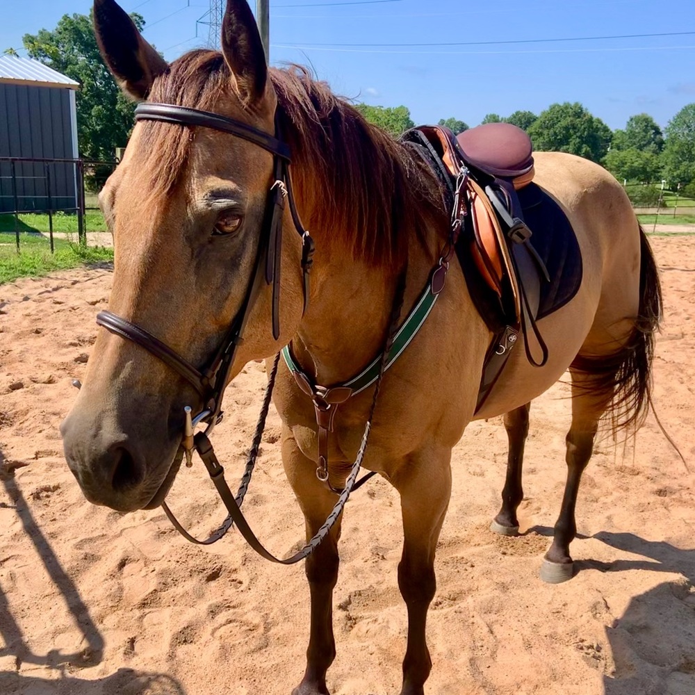 English breast collar